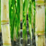 Le FOGAP, un levier de financement rénové pour les filières agricoles en Outre-mer
